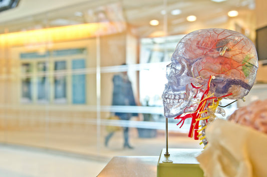 Enhancing the Human Brain: The Impact of Cannabidiol on the Human Brain