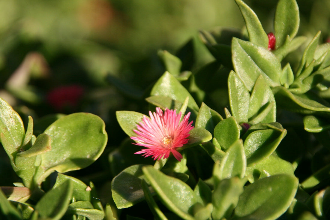 Herbal Remedies for Quick Weight Loss: Nature's Slimming Secrets