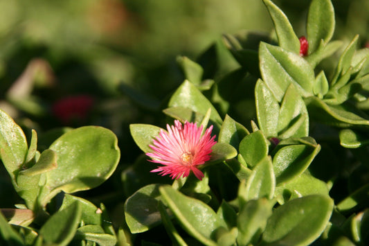 Herbal Remedies for Quick Weight Loss: Nature's Slimming Secrets